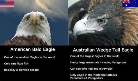 australian eagle vs bald eagle